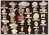Florida Shell Specimen