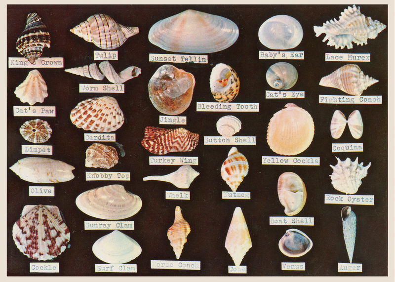Florida Shell Specimen